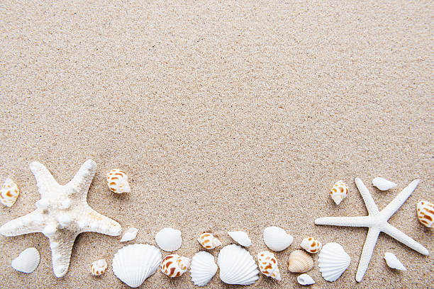 istock Beach and Sea life 534564600