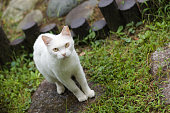 wild-cat.jpg?b=1&s=170x170&k=20&c=ip9nLl63mboDPseIXWaqOMBCUQRIGPZgK_J0S1cwF3M=