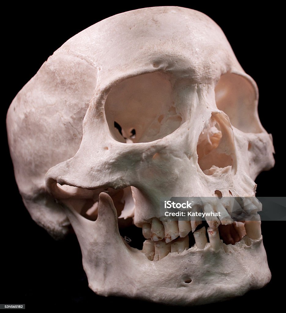 Human Skull on black background Human skull studio shot with a black background. Anatomy Stock Photo