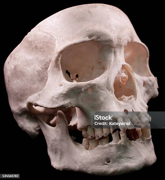 Human Skull On Black Background Stock Photo - Download Image Now - Anatomy, Black Background, Color Image