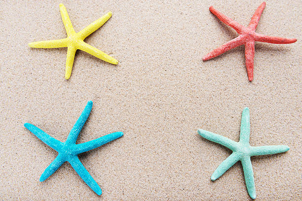 istock Beach and Sea life 534565222
