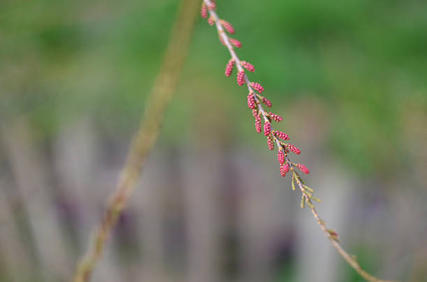 istock tamarisk branch in bloom - tamarisk 534565508