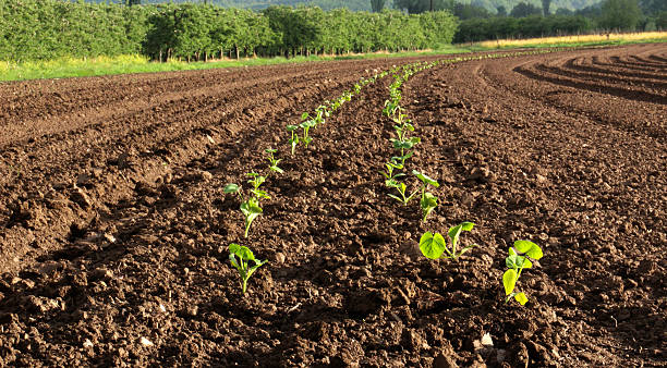 istock fresh planted vegetables on a plowed field 534565554