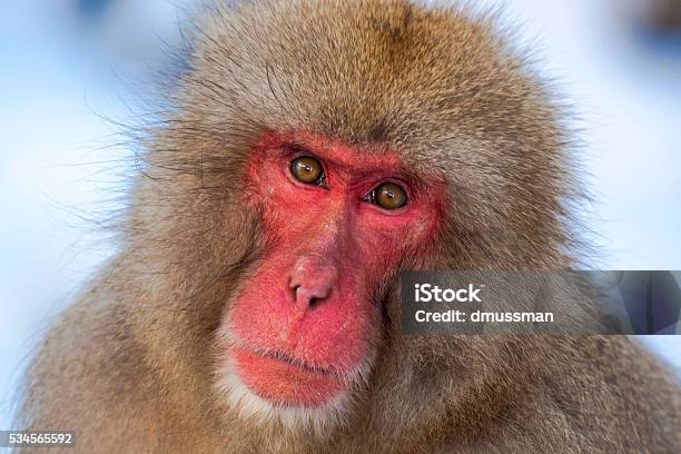 Red Faced Japanese Macaque Staring At Viewer Stock Photo - Download Image  Now - Animal, Animal Wildlife, Animals In The Wild - iStock