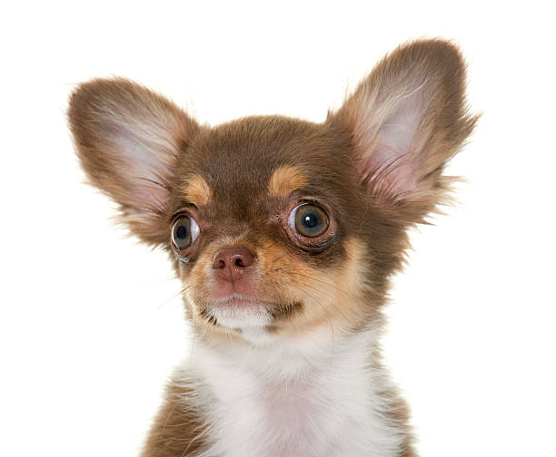 istock puppy brown chihuahua 534568292