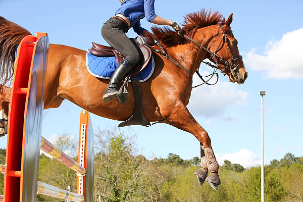 istock horsewoman training to jump before competition 534568406