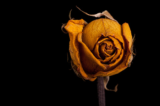 A wilting rose signifies grief, lost love, divorce, or a bad relationship