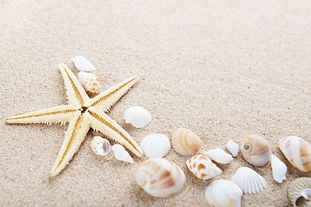 istock Beach and Sea life 534568598