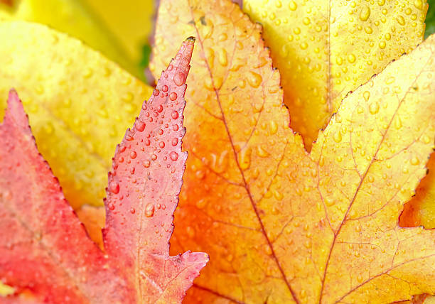 istock Colorful  autumn leaves with copy space 534568740