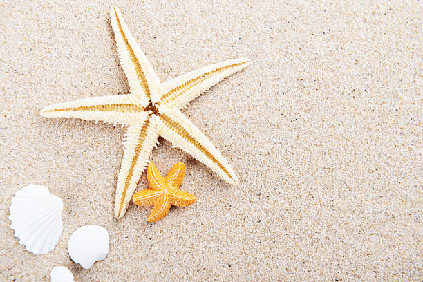 istock Beach and Sea life 534569150