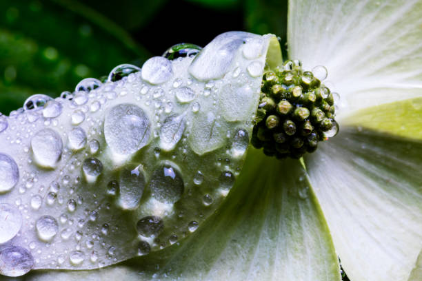 A folded petal of a dogwood tree flower after a recent rain.