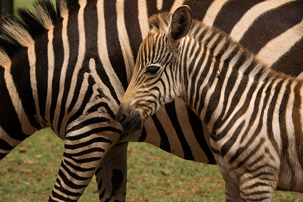 Portrait of a Zebra - Hippotigris. The background is bright