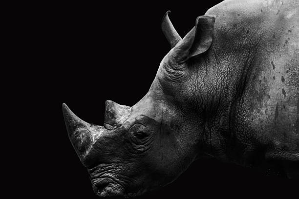 Indian rhinoceros (Rhinoceros unicornis), also called the greater one-horned rhinoceros and great Indian rhinoceros