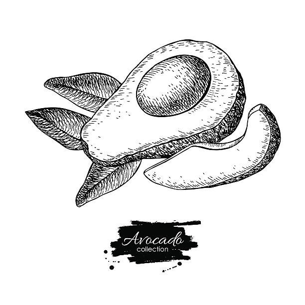 ilustraciones, imágenes clip art, dibujos animados e iconos de stock de vector de dibujado a mano aguacate, rodajas de piezas y hojas. - avocado seed cross section food and drink