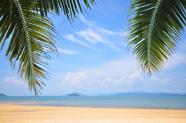 istock Coconut palm leaves and tropical beach background 534596362