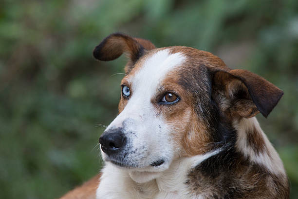 istock Crossbreed dog with with different eye color 534596610