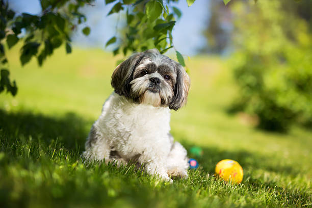 Shih tzu in nature Shih tzu in nature, green, vibrant colors tibetan lion dog stock pictures, royalty-free photos & images