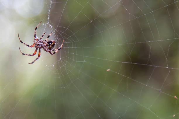 istock View of Spider on wet Webbing 534596978