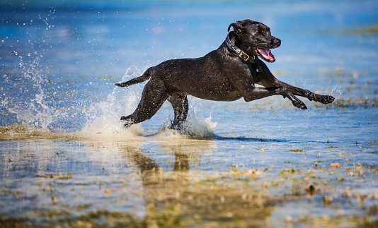 Black labrador running in the beach