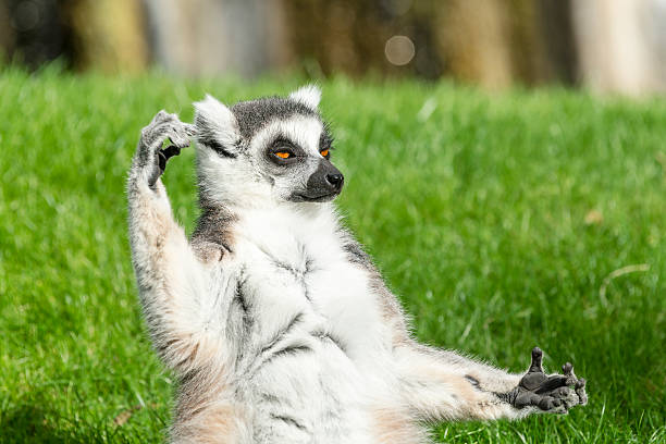 The ring-tailed lemur (catta) is doing yoga under the sun.