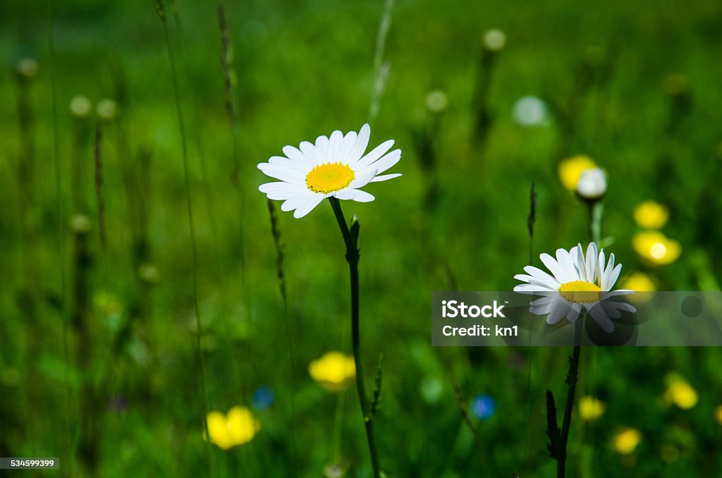 Daisies in summer field Daiseies in a green and yellow summer field 2015 Stock Photo