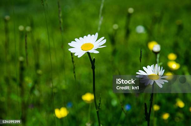Daisies In Summer Field Stock Photo - Download Image Now - 2015, Agricultural Field, Beauty In Nature