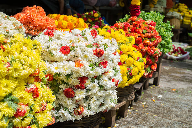 색상화 국화과의 아이리스입니다 시장 - india bangalore flower business 뉴스 사진 이미지
