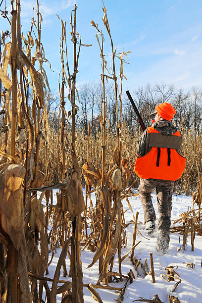 hunter nos campos de milho - pheasant hunting bird gamebird - fotografias e filmes do acervo