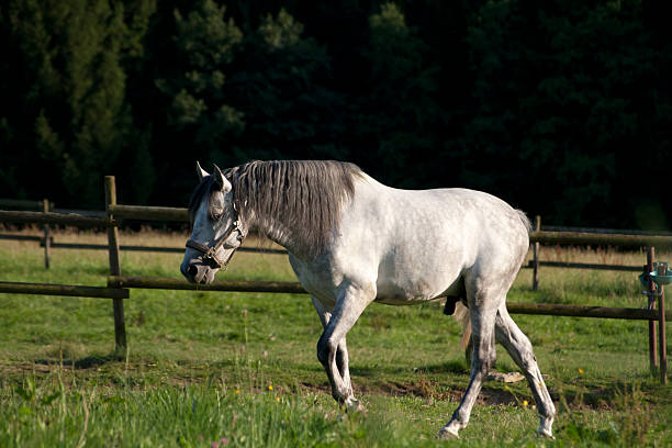 istock White Horse on field running free 534602065