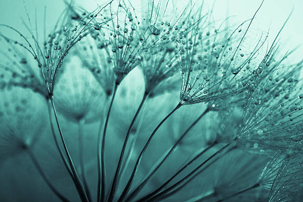 löwenzahn samen mit wassertropfen - dandelion water dandelion seed dew stock-fotos und bilder