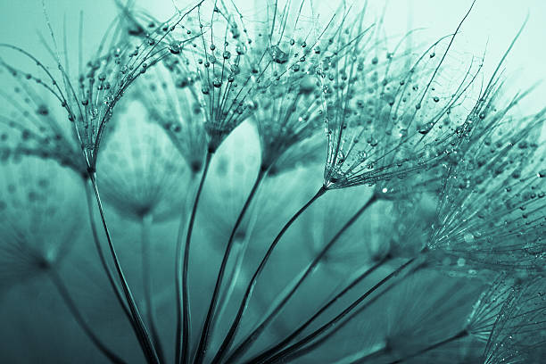 семя одуванчика с капли воды - dandelion water dandelion seed dew стоковые фото и изображения