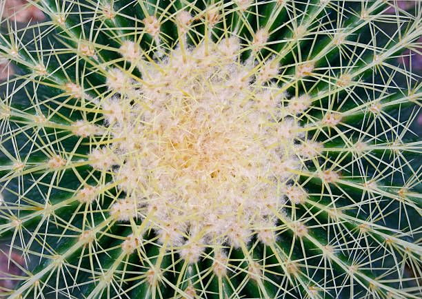 istock Natural pattern of thorns cactus plants 534602625