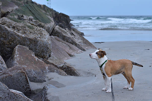 istock Puppy Standing At Base Of Jetti 534602868