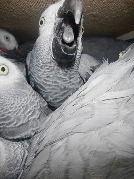 Photo of Confiscated African grey parrot (Psittacus erithacus) in a crate