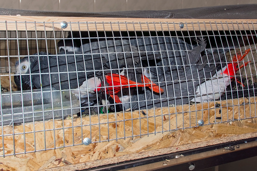 Confiscado gris africano parrots (Psittacus erithacus) photo