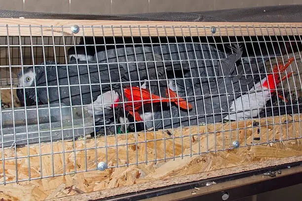 Illegally transported and confiscated African grey parrots (Psittacus erithacus) in a crate