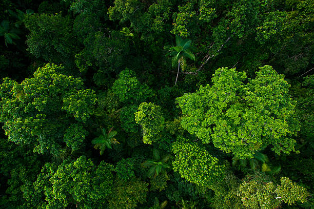 tipo lluvia al aire libre cerca de kuranda, queensland, australia - área silvestre fotografías e imágenes de stock