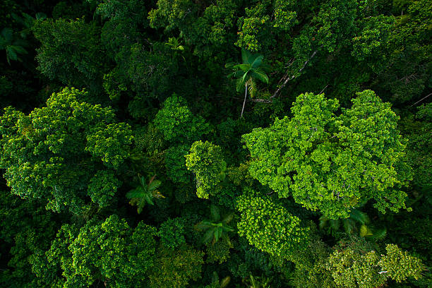 rain forest from air near kuranda, queensland, australia - forest stok fotoğraflar ve resimler