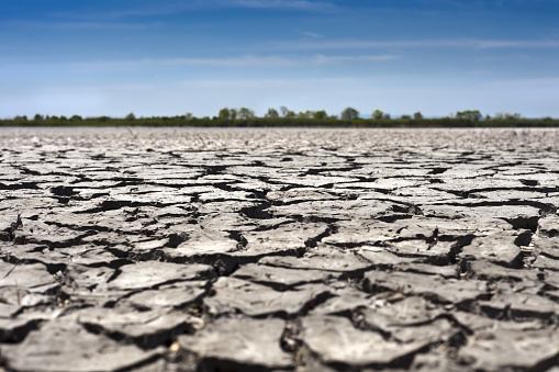 Surface of a wizened lake in dryness..