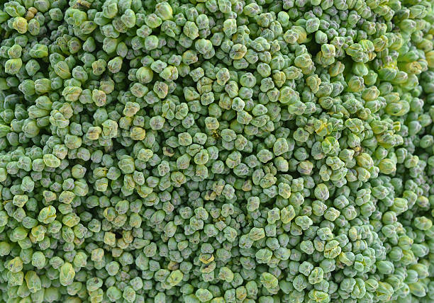 close-up photo of green broccoli close-up photo of green broccoli brokoli stock pictures, royalty-free photos & images