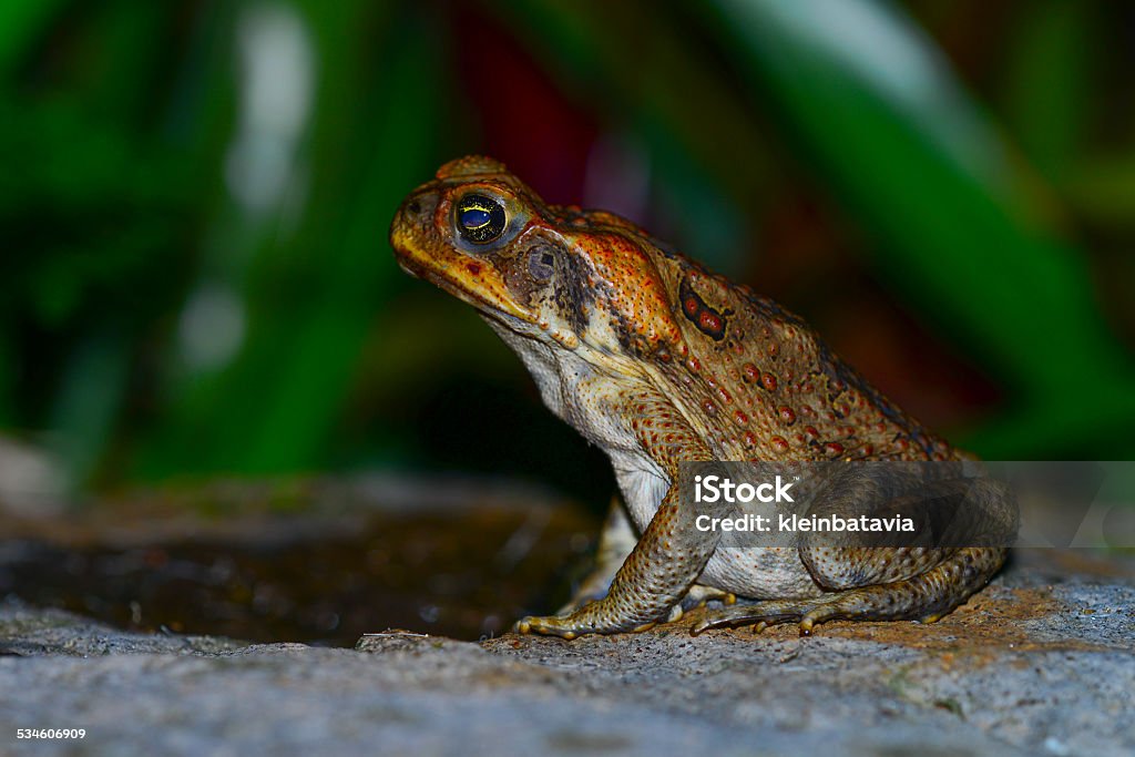 Toad On Rocks Cane Toad On A Rock Stock Photo - Download Image Now - Cane Toad, 2015 ...