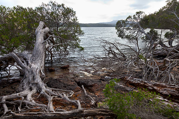 istock Roots and trees at the Mallacoota Inlet 534607147