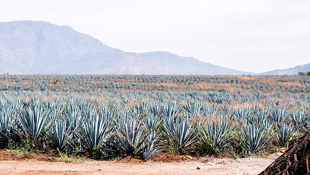 istock Agave tequila landscape to Guadalajara, Jalisco, Mexico. 534607236