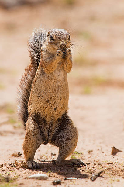 istock Ground squirrel eating grass roots in the hot kalahari 534608243