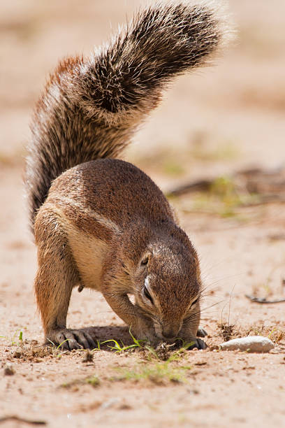 Ground squirrel eating grass roots in the hot kalahari sun