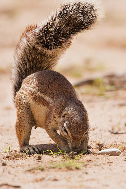 Ground squirrel eating grass roots in the hot kalahari Ground squirrel eating grass roots in the hot kalahari sun african ground squirrel stock pictures, royalty-free photos & images