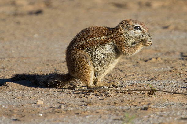 istock Small ground squirrel sitting on sand eating his food 534608305