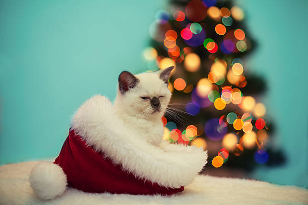 istock Little kitten sitting in Santa's hat against Christmas tree 534608410