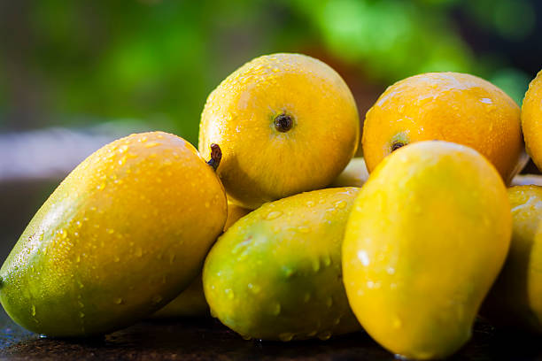 popular kesar mangoes.with backround verde claro, aislado. - market asia photography outdoors fotografías e imágenes de stock