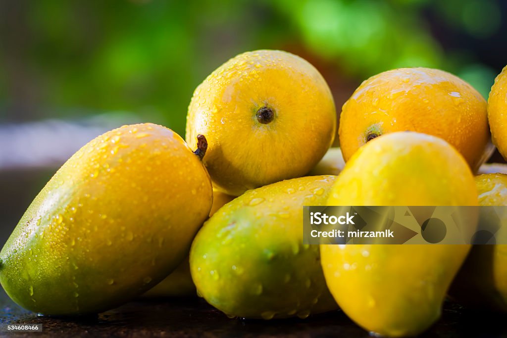 Popular Kesar Mangoes.with light green  backround, isolated. Popular Kesar Mangoes.with light green  backround, isolated, selective focus, shallow depth of field, concept of food and taste Mango Fruit Stock Photo